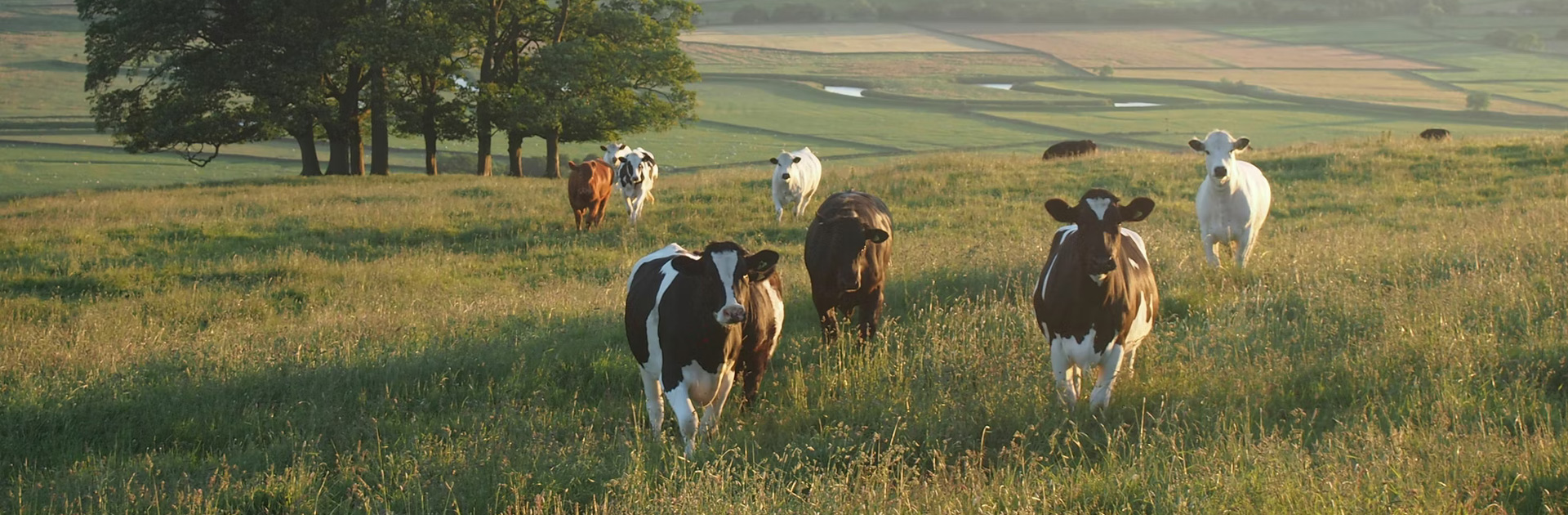 fca088122c50eee33d46318c7ed1b915